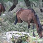 wildpferde in sardinien