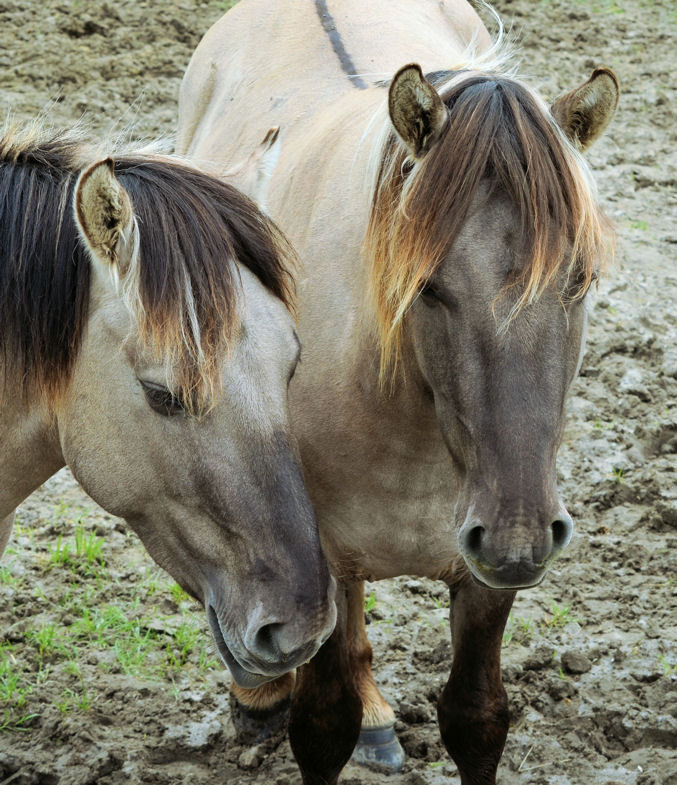 Wildpferde in Schleswig-Holstein