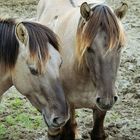 Wildpferde in Schleswig-Holstein