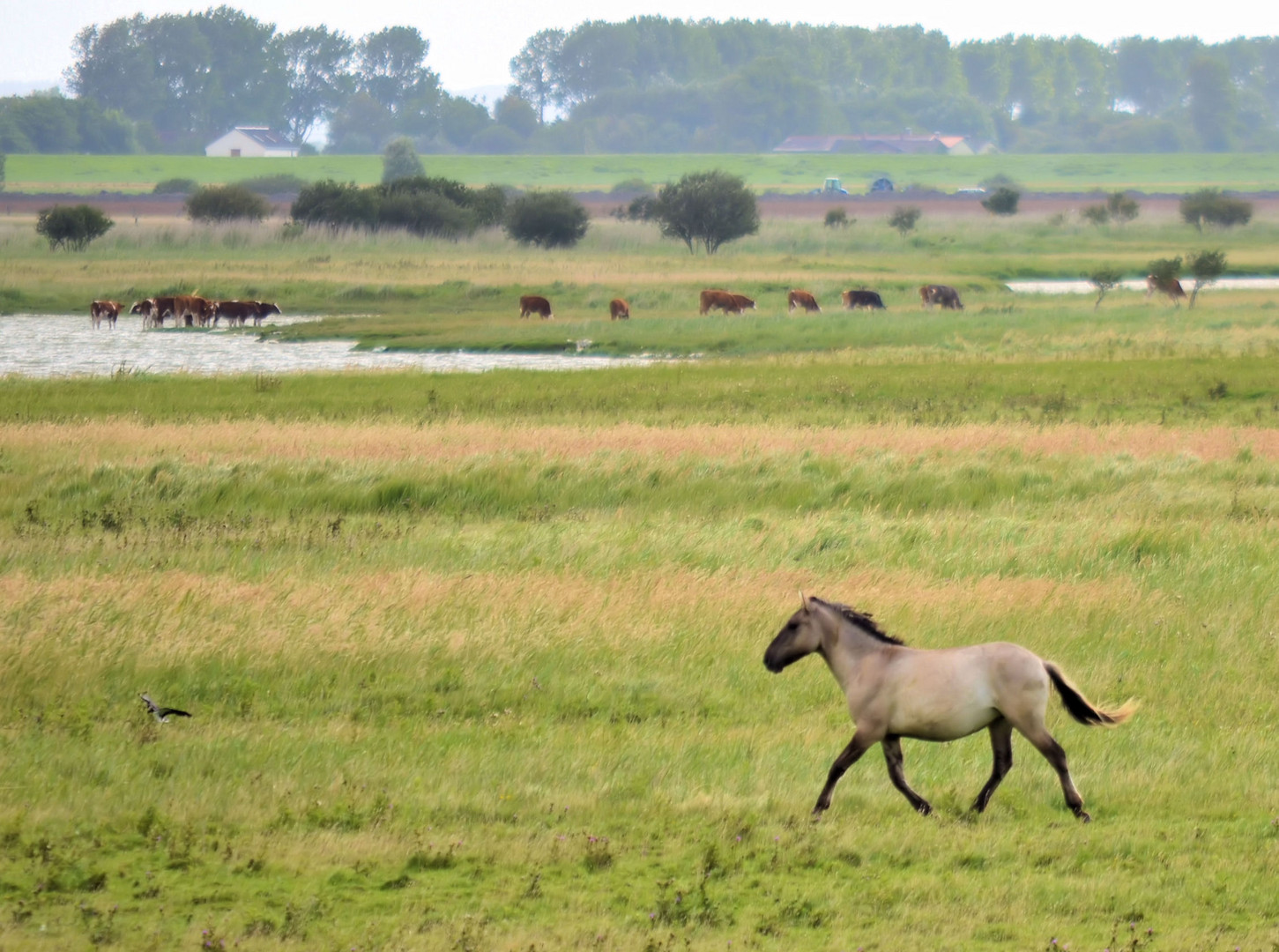 Wildpferde in Schleswig-Holstein