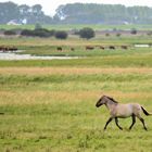 Wildpferde in Schleswig-Holstein