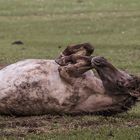 Wildpferde können so herrlich toben...