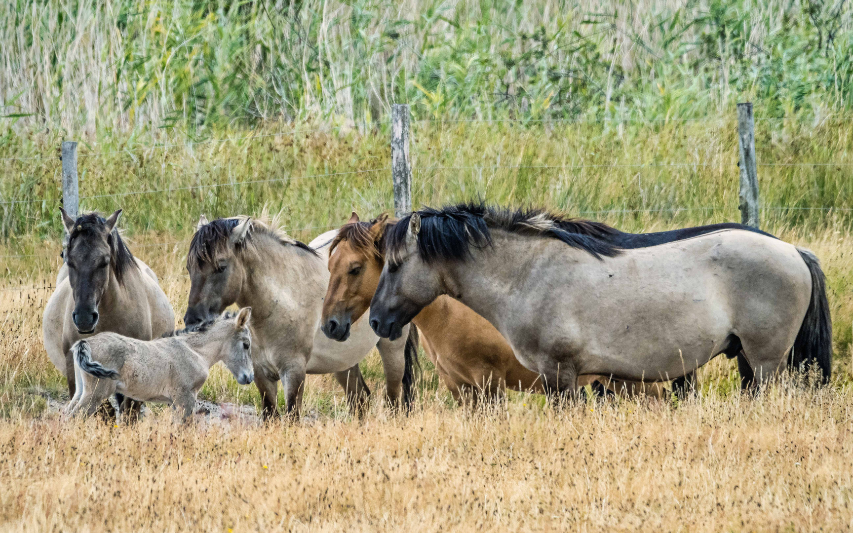 Wildpferde (Koniks) im Geltinger Birk