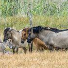 Wildpferde (Koniks) im Geltinger Birk