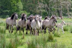 Wildpferde mal wirklich wild