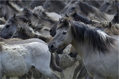 Wildpferde Merfelder Bruch