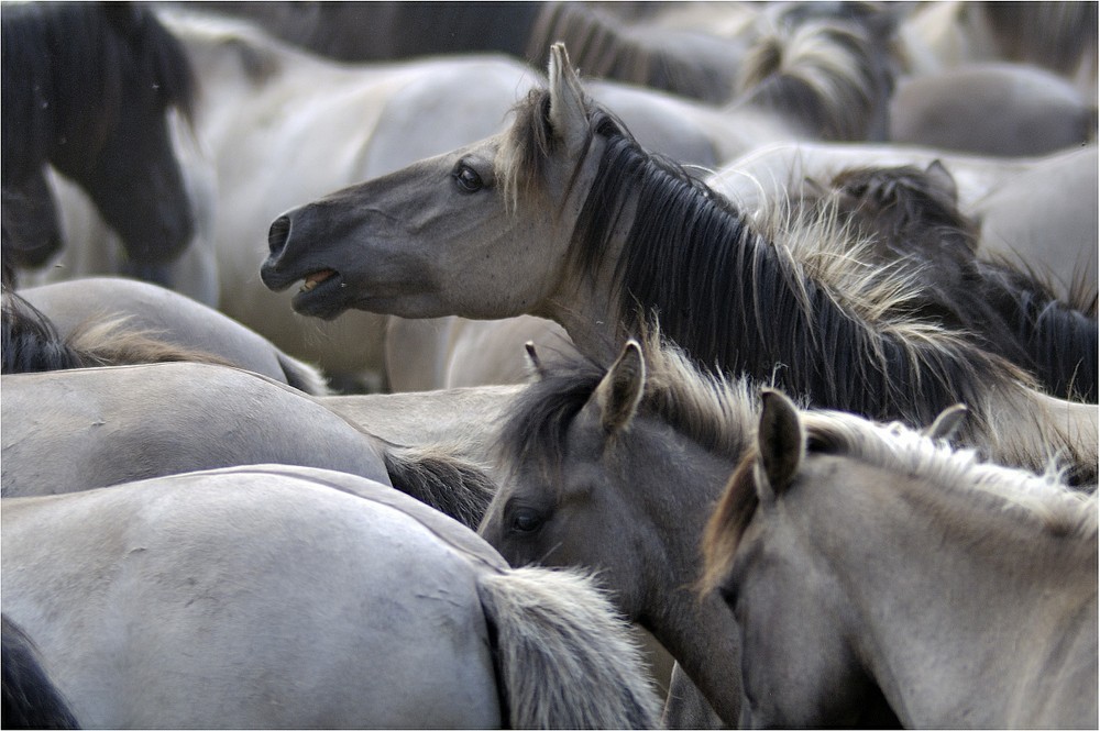 Wildpferde Merfelder Bruch