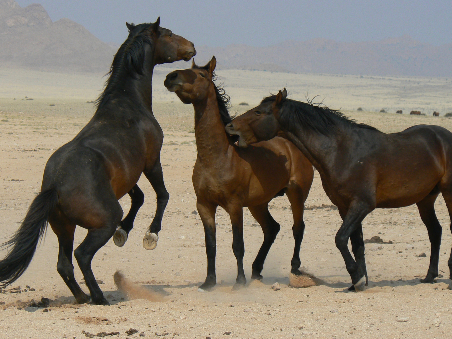 Wildpferde Namibia