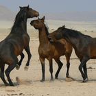 Wildpferde Namibia