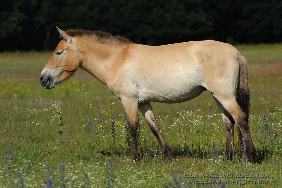 Wildpferde Przewalski