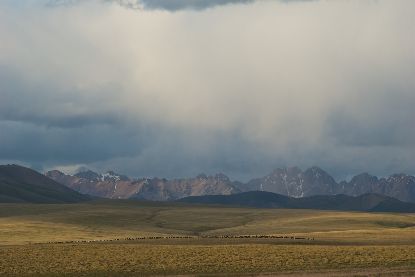 Wildpferde, Song-Kul, Kirgistan