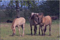 Wildpferde Tarpan 1