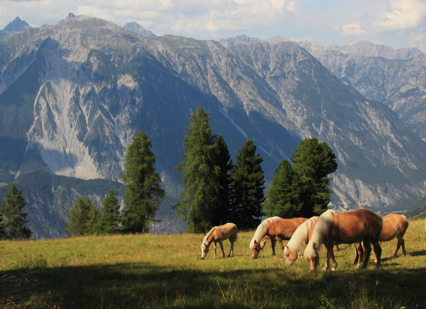 Wildpferde /Tirol-Austria