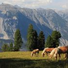 Wildpferde /Tirol-Austria