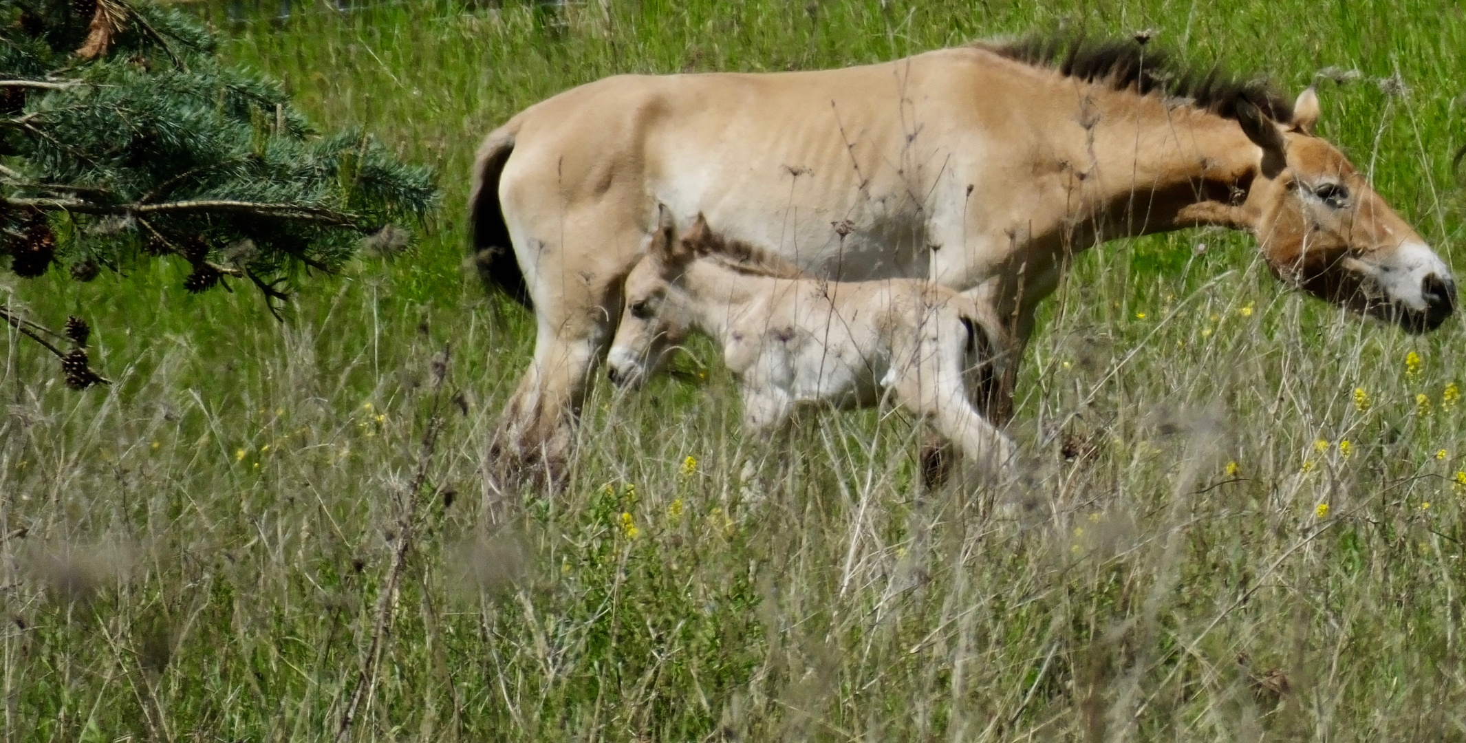 Wildpferde - unverhoffter Nachwuchs in Aschaffenburg