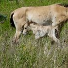 Wildpferde - unverhoffter Nachwuchs in Aschaffenburg