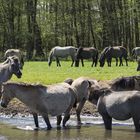 Wildpferdebahn Merfelder Bruch (NRW)