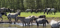 Wildpferdebahn Merfelder Bruch (NRW)