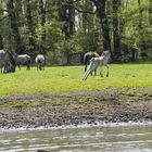 Wildpferdebahn Merfelder Bruch (NRW)