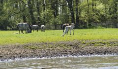 Wildpferdebahn Merfelder Bruch (NRW)