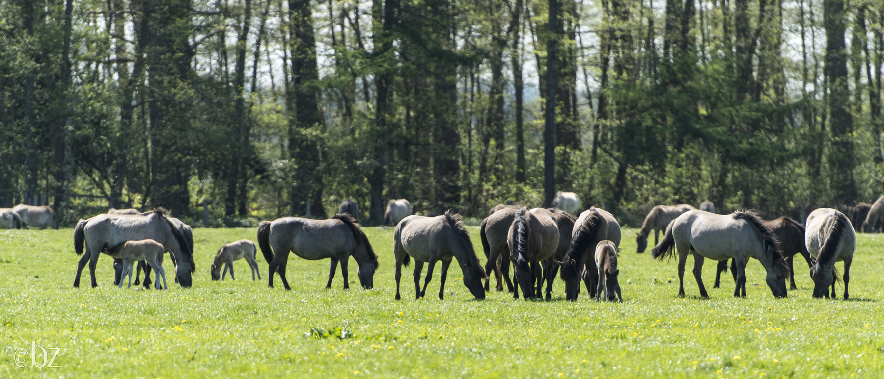 Wildpferdebahn Merfelder Bruch (NRW)