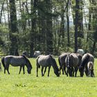 Wildpferdebahn Merfelder Bruch (NRW)