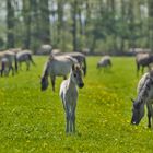 Wildpferdebahn Merfelder Bruch (NRW)