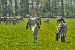 Wildpferdebahn Merfelder Bruch (NRW)