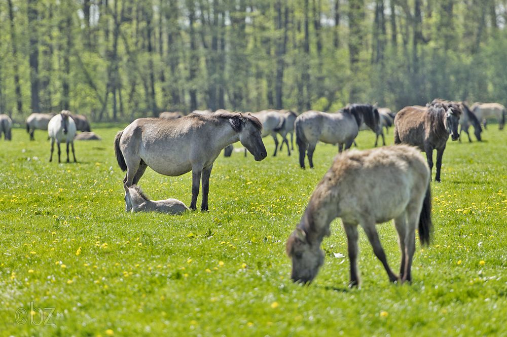 Wildpferdebahn Merfelder Bruch (NRW)