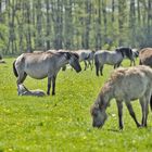 Wildpferdebahn Merfelder Bruch (NRW)