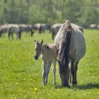 Wildpferdebahn Merfelder Bruch (NRW)