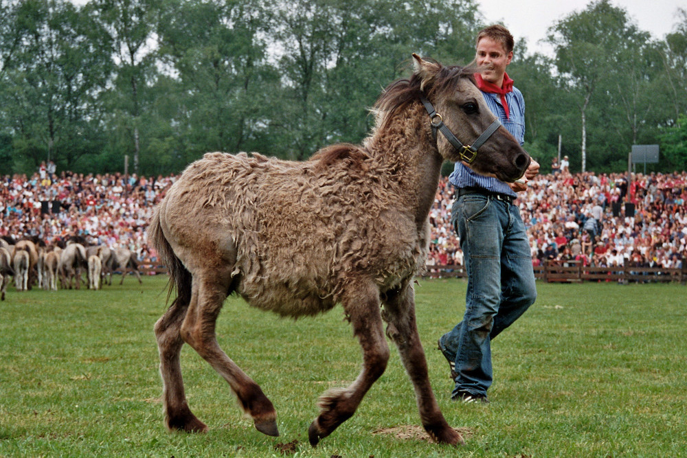 Wildpferdefang 2008 - Jährlingszottel