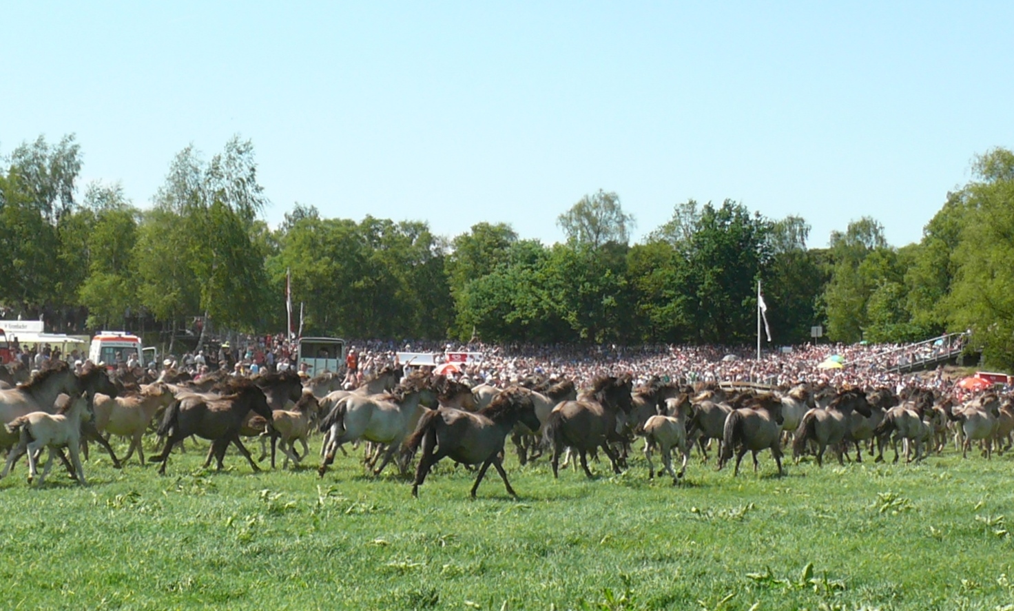 Wildpferdefang 2017 in Dülmen