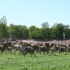 Wildpferdefang 2017 in Dülmen