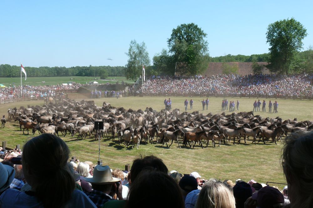 Wildpferdefang im Merfelder Bruch bei Dülmen