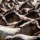 Wildpferdefang im Merfelder Bruch I