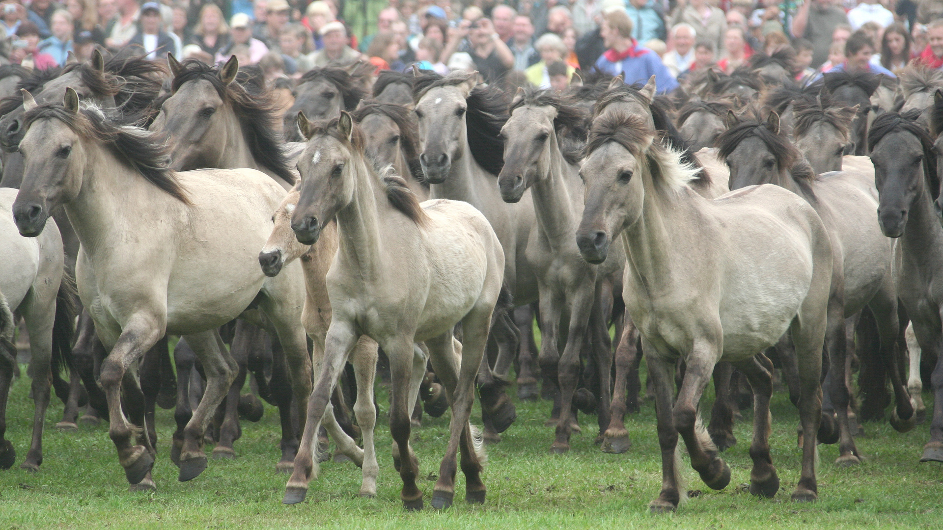 Wildpferdefang Merfelder Bruch Dülmen