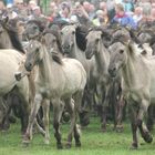 Wildpferdefang Merfelder Bruch Dülmen