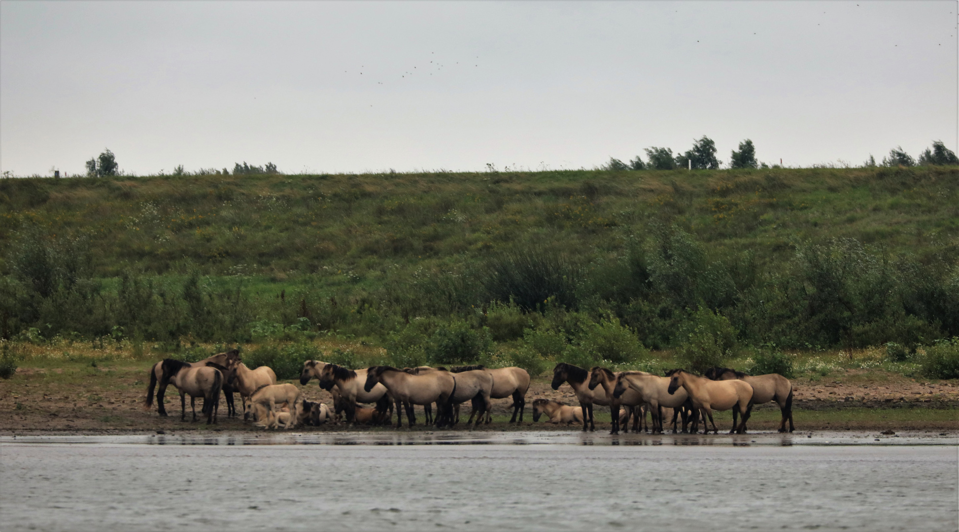 Wildpferdeherde am niederländischen Rhein