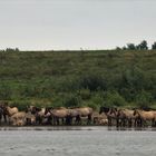 Wildpferdeherde am niederländischen Rhein