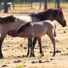 Wildpferdemama mit ihrem Fohlen