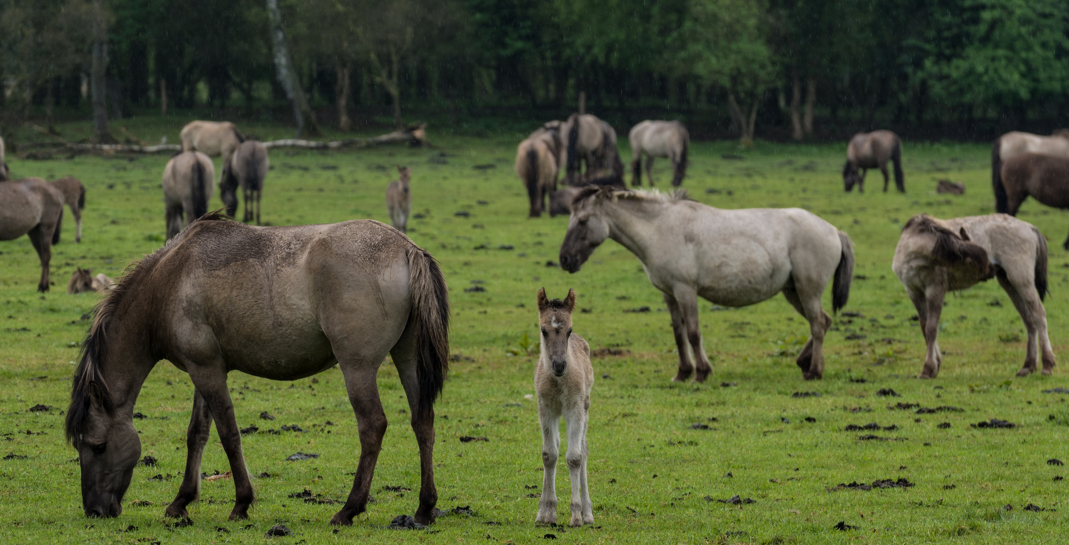 Wildpferdenachwuchs im Merfelder Bruch - 19.4.14