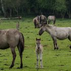 Wildpferdenachwuchs im Merfelder Bruch - 19.4.14