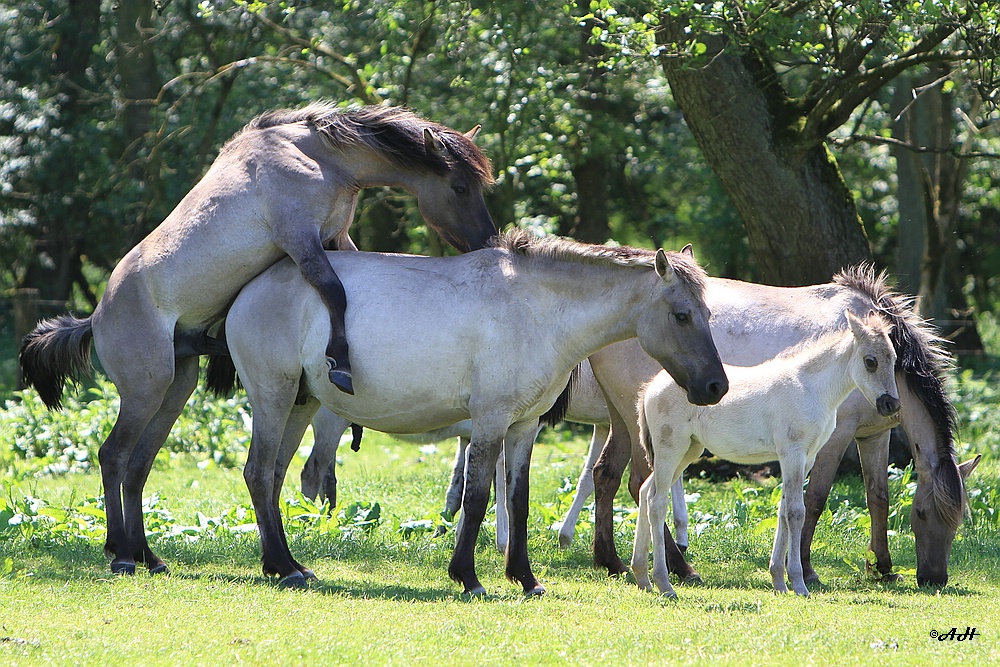 Wildpferdetrieb in Dülmen