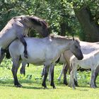 Wildpferdetrieb in Dülmen