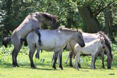 Wildpferdetrieb in Dülmen