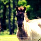 Wildpferdfang im Merfelder Bruch