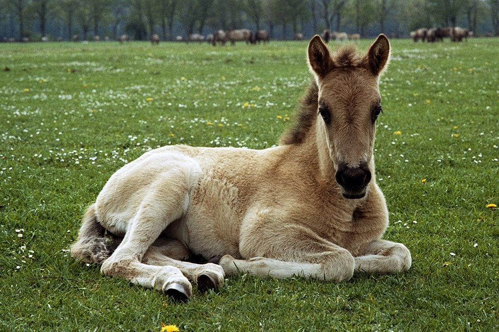 Wildpferdfohlen