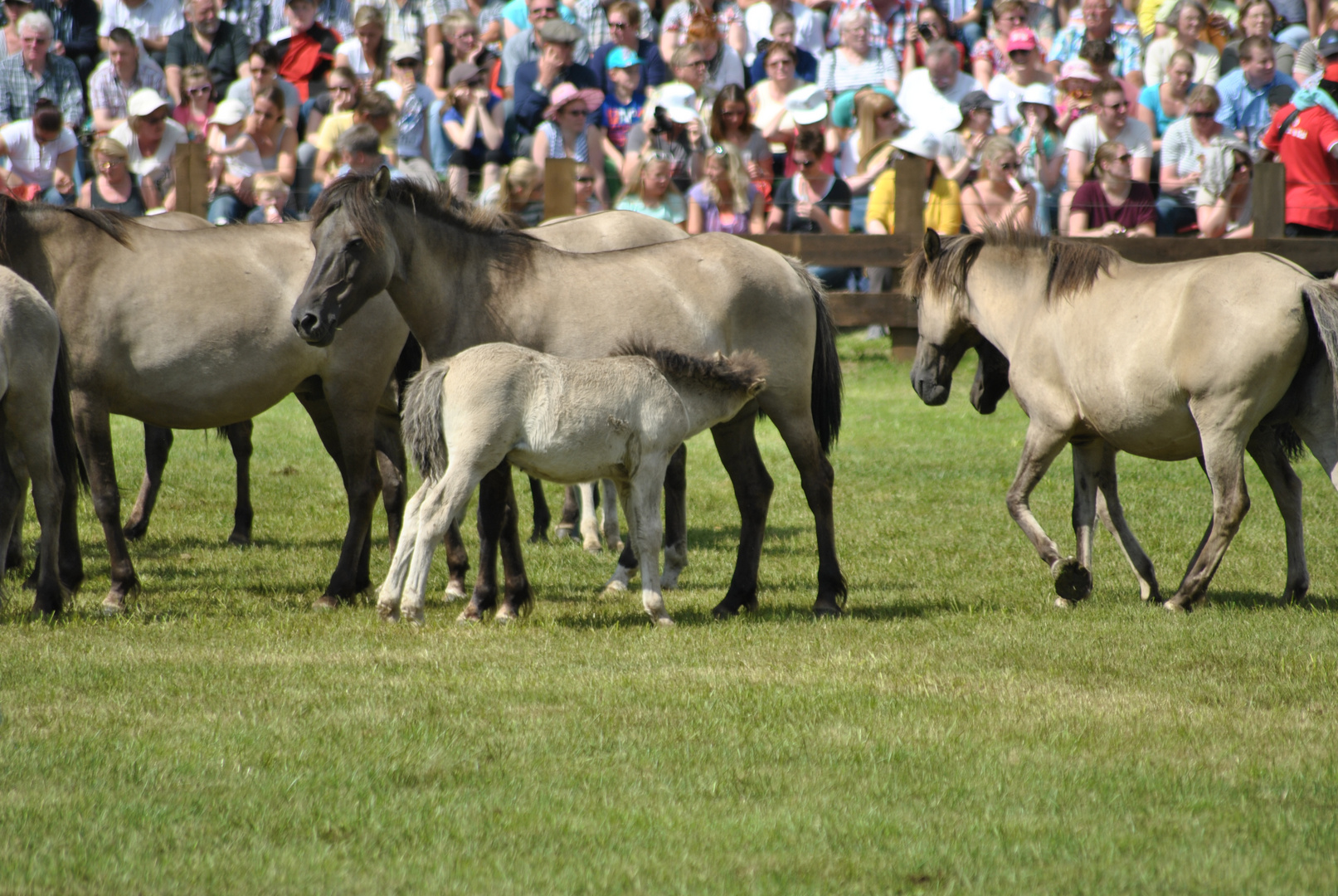 Wildpferdfohlen