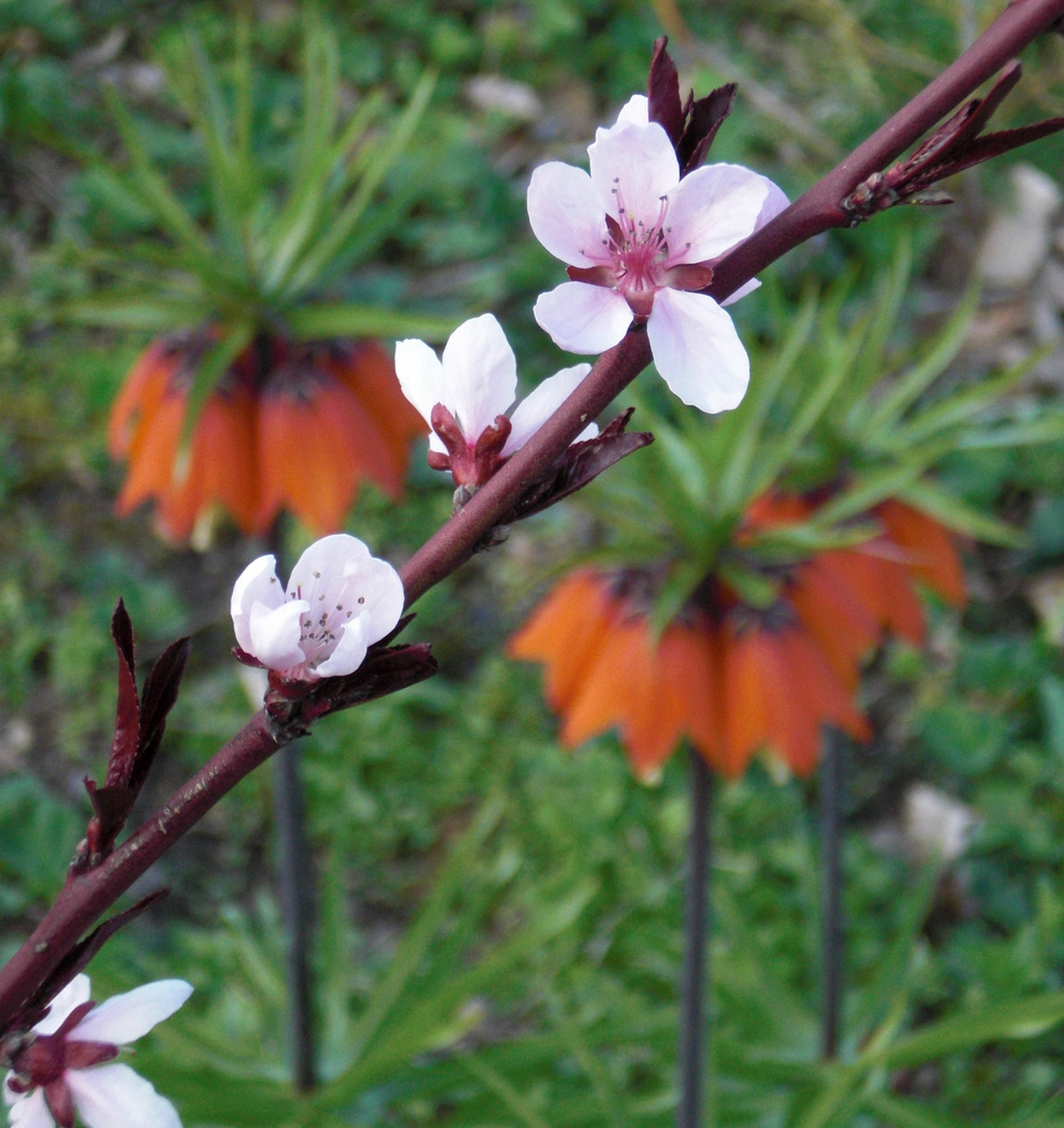 Wildpfirsich-Blüten und im Hintergrund Kaiserkronen